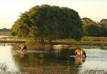 Pantanal - Brésil